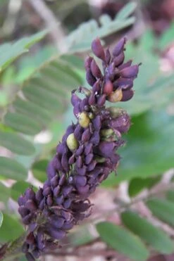 Indigo Bush (Amorpha Fruticosa) - 3 Gallon Pot -FRUIT TREES & PLANTS Shop amorpha fruticosa indigo bush 3