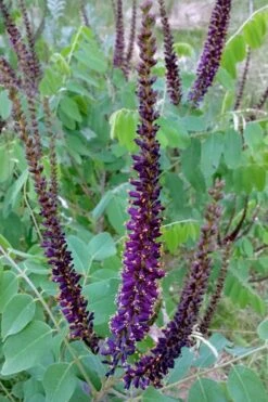 Indigo Bush (Amorpha Fruticosa) - 3 Gallon Pot -FRUIT TREES & PLANTS Shop amorpha fruticosa indigo bush 5