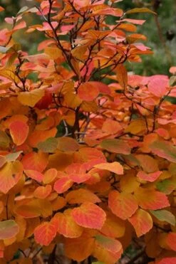 Autumn Magic Aronia (Black Chokeberry) - 3 Gallon Pot