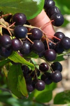Autumn Magic Aronia (Black Chokeberry) - 3 Gallon Pot -FRUIT TREES & PLANTS Shop aronia melanocarpa autumn magic black chokeberry 2
