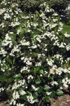 Autumn Magic Aronia (Black Chokeberry) - 3 Gallon Pot -FRUIT TREES & PLANTS Shop aronia melanocarpa autumn magic black chokeberry 3