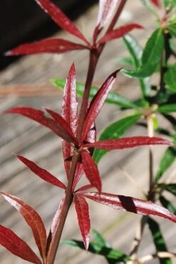 Foundation Evergreen Barberry (Berberis Replicata) - 1 Gallon Pot -FRUIT TREES & PLANTS Shop berberis replicata foundation barberry 2