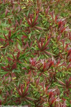 Foundation Evergreen Barberry (Berberis Replicata) - 1 Gallon Pot -FRUIT TREES & PLANTS Shop berberis replicata foundation barberry 5