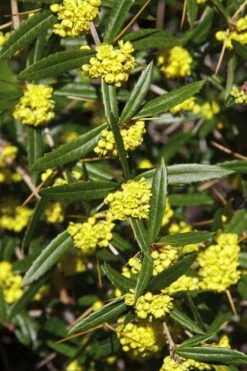Foundation Evergreen Barberry (Berberis Replicata) - 1 Gallon Pot -FRUIT TREES & PLANTS Shop berberis replicata foundation barberry 6