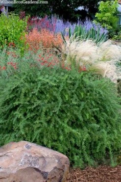 Foundation Evergreen Barberry (Berberis Replicata) - 1 Gallon Pot -FRUIT TREES & PLANTS Shop berberis replicata foundation barberry 7