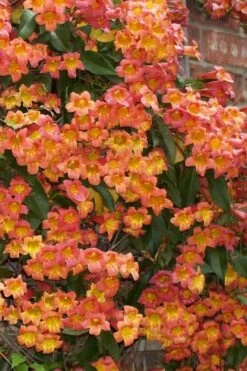 Tangerine Beauty Crossvine Bignonia - 6 Pack Of 1 Gallon Pots -FRUIT TREES & PLANTS Shop bignonia capreolata tangerine beauty crossvine 100