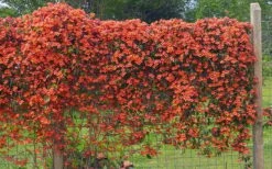 Tangerine Beauty Crossvine Bignonia - 6 Pack Of 1 Gallon Pots -FRUIT TREES & PLANTS Shop bignonia capreolata tangerine beauty crossvine 101