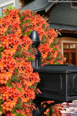 Tangerine Beauty Crossvine Bignonia - 6 Pack Of 1 Gallon Pots -FRUIT TREES & PLANTS Shop bignonia capreolata tangerine beauty crossvine 103
