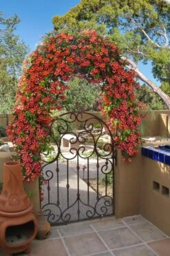 Tangerine Beauty Crossvine Bignonia - 6 Pack Of 1 Gallon Pots -FRUIT TREES & PLANTS Shop bignonia capreolata tangerine beauty crossvine 110