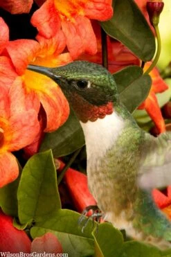 Tangerine Beauty Crossvine Bignonia - 6 Pack Of 1 Gallon Pots -FRUIT TREES & PLANTS Shop bignonia capreolata tangerine beauty crossvine 111