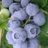 Northern Highbush Blueberry (Vaccinum Corymbosum) - 6 Pack Of 1 Gallon Pots -FRUIT TREES & PLANTS Shop blueberry northern highbush 3 800x500 1