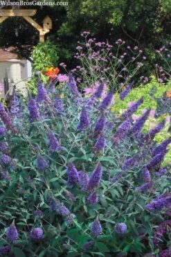 Ellen's Blue Butterfly Bush - 3 Gallon Pot -FRUIT TREES & PLANTS Shop buddleia davidii ellens blue butterfly bush 2