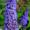 Ellen's Blue Butterfly Bush - 3 Gallon Pot -FRUIT TREES & PLANTS Shop buddleia davidii ellens blue butterfly bush 3