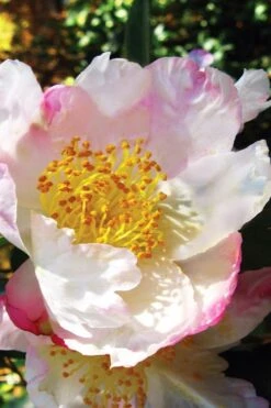 Sweet October Fragrant Camellia - 3 Gallon Pot -FRUIT TREES & PLANTS Shop camellia sasanqua sweet october 1