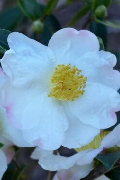 Sweet October Fragrant Camellia - 3 Gallon Pot -FRUIT TREES & PLANTS Shop camellia sasanqua sweet october 2