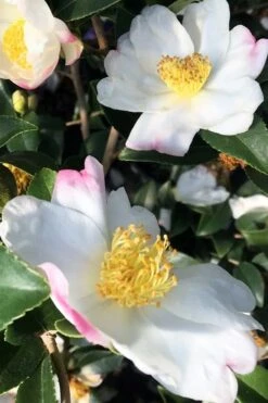 Sweet October Fragrant Camellia - 3 Gallon Pot -FRUIT TREES & PLANTS Shop camellia sasanqua sweet october 4