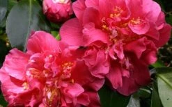 Scentsation Fragrant Camellia Japonica - 3 Gallon Pot 9 Scentsation Fragrant Camellia Japonica - 3 Gallon Pot -FRUIT TREES & PLANTS Shop camellia scentsation 3