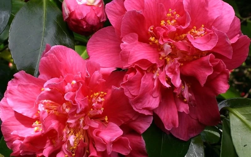 Scentsation Fragrant Camellia Japonica - 3 Gallon Pot 6 Scentsation Fragrant Camellia Japonica - 3 Gallon Pot - Image 4