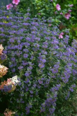 Beyond Midnight Blue Mist Shrub (Caryopteris) - 3 Gallon Pot 13 Beyond Midnight Blue Mist Shrub (Caryopteris) - 3 Gallon Pot -FRUIT TREES & PLANTS Shop caryopteris beyond midnight blue mist shrub 1