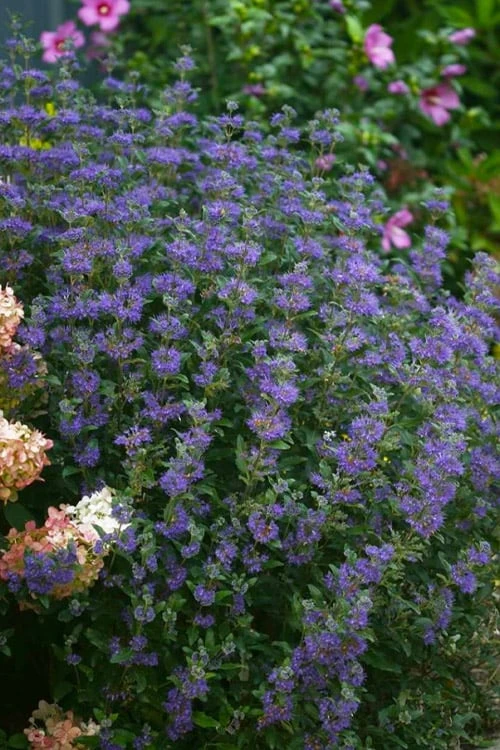 Beyond Midnight Blue Mist Shrub (Caryopteris) - 3 Gallon Pot 8 Beyond Midnight Blue Mist Shrub (Caryopteris) - 3 Gallon Pot - Image 6