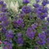 Beyond Midnight Blue Mist Shrub (Caryopteris) - 3 Gallon Pot -FRUIT TREES & PLANTS Shop caryopteris beyond midnight blue mist shrub 10