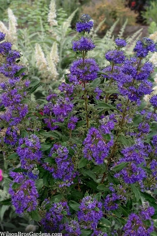 Beyond Midnight Blue Mist Shrub (Caryopteris) - 3 Gallon Pot 3 Beyond Midnight Blue Mist Shrub (Caryopteris) - 3 Gallon Pot
