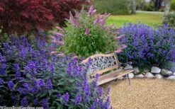 Beyond Midnight Blue Mist Shrub (Caryopteris) - 3 Gallon Pot 12 Beyond Midnight Blue Mist Shrub (Caryopteris) - 3 Gallon Pot -FRUIT TREES & PLANTS Shop caryopteris beyond midnight blue mist shrub 7