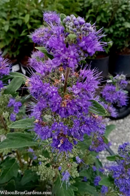 Beyond Midnight Blue Mist Shrub (Caryopteris) - 3 Gallon Pot 6 Beyond Midnight Blue Mist Shrub (Caryopteris) - 3 Gallon Pot - Image 4