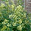 Chilean Hardy Willow Jessamine (Cestrum Parqui) - 2 Pack Of Quart Pots -FRUIT TREES & PLANTS Shop cestrum parqui chilean hardy willow jessamine 4
