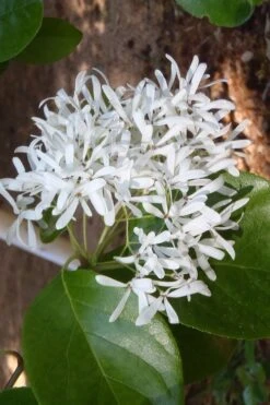Tokyo Tower Chinese Fringe Tree (Chionanthus Retusus) - 7 Gallon Pot (6-7') 13 Tokyo Tower Chinese Fringe Tree (Chionanthus Retusus) - 7 Gallon Pot (6-7') -FRUIT TREES & PLANTS Shop chionanthus retusus tokyo tower chinese fringe tree 4