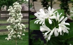 Tokyo Tower Chinese Fringe Tree (Chionanthus Retusus) - 7 Gallon Pot (6-7') 14 Tokyo Tower Chinese Fringe Tree (Chionanthus Retusus) - 7 Gallon Pot (6-7') -FRUIT TREES & PLANTS Shop chionanthus retusus tokyo tower chinese fringe tree 6