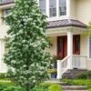 Tokyo Tower Chinese Fringe Tree (Chionanthus Retusus) - 7 Gallon Pot (6-7') -FRUIT TREES & PLANTS Shop chionanthus retusus tokyo tower chinese fringe tree 7