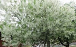 Grancy Graybeard - White Fringe Tree - 3 Gallon Pot 21 Grancy Graybeard - White Fringe Tree - 3 Gallon Pot -FRUIT TREES & PLANTS Shop chionanthus virginicus grancy greybeard multi stem tree 4
