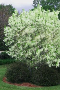 Grancy Graybeard - White Fringe Tree - 3 Gallon Pot 20 Grancy Graybeard - White Fringe Tree - 3 Gallon Pot -FRUIT TREES & PLANTS Shop chionanthus virginicus grancy greybeard multi stem tree 5