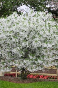 Grancy Graybeard - White Fringe Tree - 3 Gallon Pot 15 Grancy Graybeard - White Fringe Tree - 3 Gallon Pot -FRUIT TREES & PLANTS Shop chionanthus virginicus grancy greybeard multi stem tree 6
