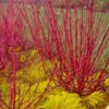Red Osier Red Twig Dogwood (Cornus Sericea) - 2 Gallon Pot -FRUIT TREES & PLANTS Shop cornus sericera red osier dogwood 6