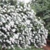 Acoma Weeping White Crape Myrtle - 1 Gallon Pot -FRUIT TREES & PLANTS Shop crape myrtle acoma 12 1