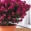 Berry Dazzle Dwarf Crape Myrtle - 1 Gallon Pot -FRUIT TREES & PLANTS Shop crape myrtle berry dazzle 100