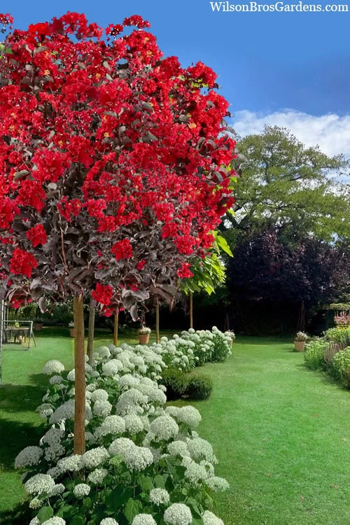 Black Diamond Best Red Crape Myrtle (Single Trunk Tree) - 7 Gallon Pot 3 Black Diamond Best Red Crape Myrtle (Single Trunk Tree) - 7 Gallon Pot