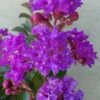 Catawba Purple Crape Myrtle - 6 Pack Of 1 Gallon Pots -FRUIT TREES & PLANTS Shop crape myrtle catawba 7 2