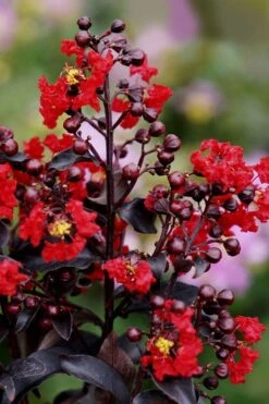 Center Stage Red Black Leaf Crape Myrtle - 3 Gallon Pot -FRUIT TREES & PLANTS Shop crape myrtle center stage red 1 1