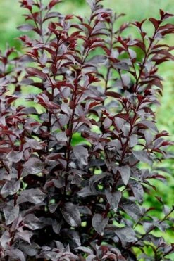 Center Stage Red Black Leaf Crape Myrtle - 3 Gallon Pot -FRUIT TREES & PLANTS Shop crape myrtle center stage red 4 1