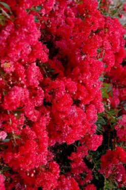 Cherry Dazzle Dwarf Crape Myrtle - 2 Gallon Pot -FRUIT TREES & PLANTS Shop crape myrtle cherry dazzle 30 1
