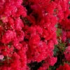 Cherry Dazzle Dwarf Crape Myrtle - 3 Gallon Pot