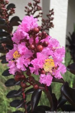 Delta Jazz Crape Myrtle - Single Trunk Topiary Tree - 5 Gallon Pot -FRUIT TREES & PLANTS Shop crape myrtle delta jazz 201 1