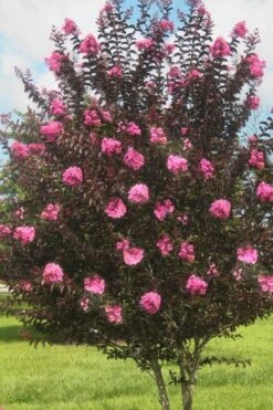 Delta Jazz Crape Myrtle - 2 Gallon Pot -FRUIT TREES & PLANTS Shop crape myrtle delta jazz 50