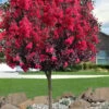 Double Dynamite Crape Myrtle Tree (Single Trunk Tree) - 5 Gallon Pot -FRUIT TREES & PLANTS Shop crape myrtle double dynamite 100 1