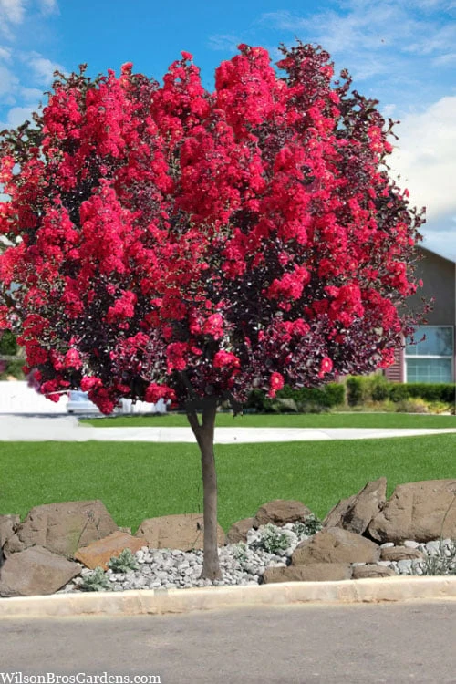 Double Dynamite Crape Myrtle Tree (Single Trunk Tree) - 7 Gallon Pot (5-6') 3 Double Dynamite Crape Myrtle Tree (Single Trunk Tree) - 7 Gallon Pot (5-6')