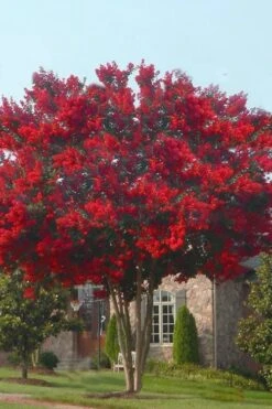 Dynamite Red Crape Myrtle - 5 Gallon Pot -FRUIT TREES & PLANTS Shop crape myrtle dynamite 10 4
