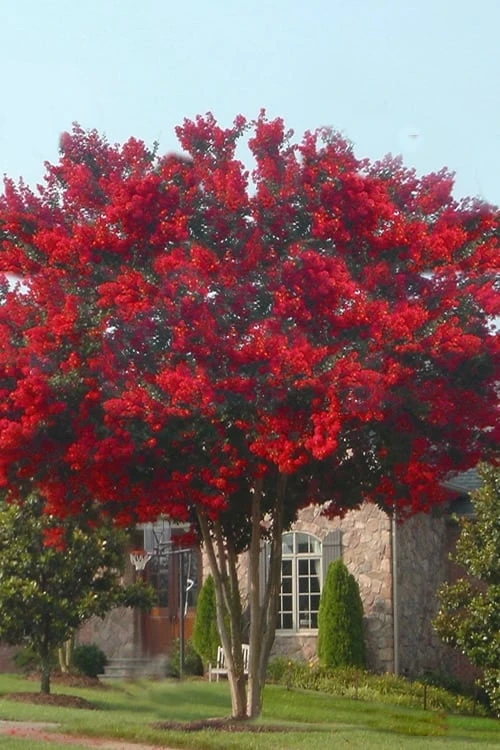 Dynamite Red Crape Myrtle - 5 Gallon Pot 6 Dynamite Red Crape Myrtle - 5 Gallon Pot - Image 4